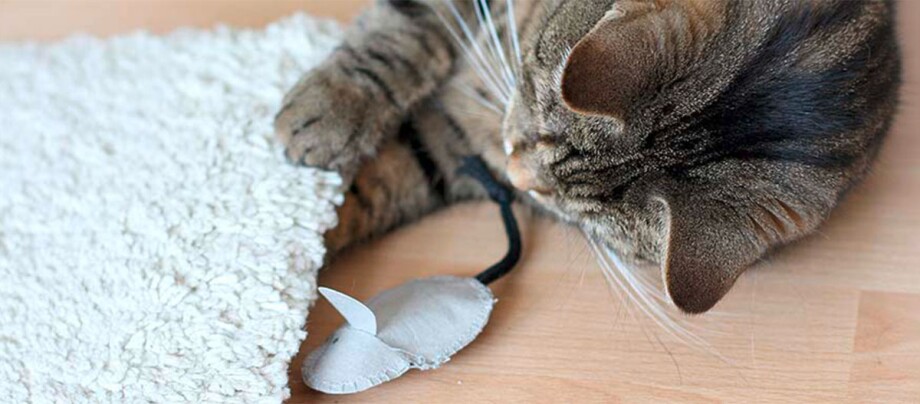 -5f2cfc8771736--5f2cfc8771738Ratgeber-Katze_katzenspielzeug-DIY_1200x527.jpg Anleitung DIY Spielzeug für Katzen.