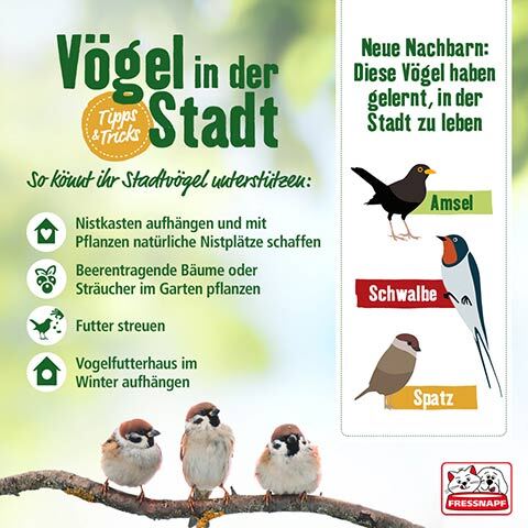 -5f2d431da5378--5f2d431da537aFRE-IGRA-2545-34872-17-480x480-V04-opt.jpg Vögel in der Stadt Infografik