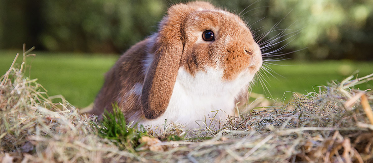 -5f3111aee67a7--5f3111aee67a8FN_Kategorie_Kleintiere_Kleintierheim_Streu_Stroh_1200x527.jpg Ein Kaninchen sitzt im Stroh