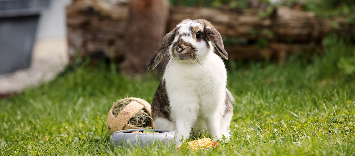 -5f3111ffe2417--5f3111ffe2418FN_Kategorie_Kleintiere_Kleintierspielzeug_1200x527.jpg Ein Kaninchen sitzt auf der Wiese neben einem Spielzeug und einem Napf.