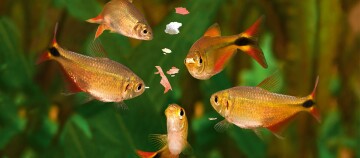 Fische essen Flockenfutter im Aquarium.