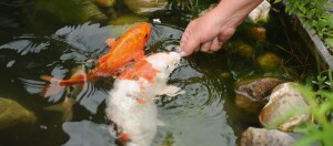 Teichfische werden gefüttert.