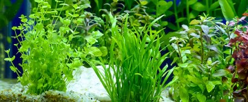 Wasserpflanzen im Aquarium