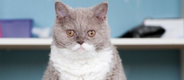 Eine Nahaufnahme einer Selkirk Rex