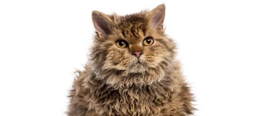 Eine Nahaufnahme einer Selkirk Rex.