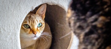Eine Singapura-Katze sitzt in einer Katzenhöhle.