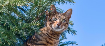 Eine Toyger sitzt auf einem Baum.
