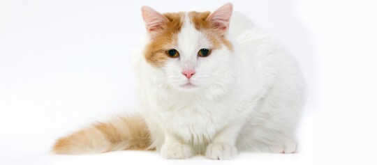 Eine Aufnahme einer Türkisch Van.