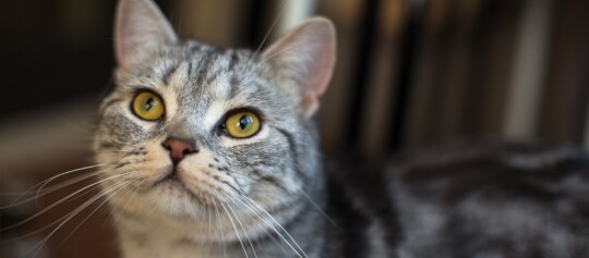 Eine Nahaufnahme einer American Shorthair