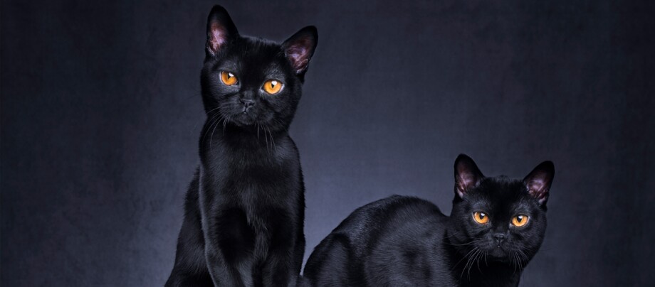 Zwei Bombay Katzen sitzen nebeneinander