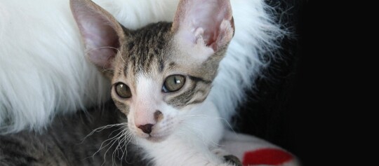 Ein Cornish Rex Kitten