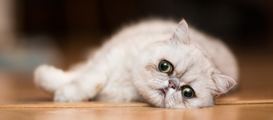 Eine Excotic Shorthair Katze