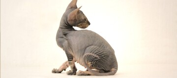 Ein Peterbald Kitten