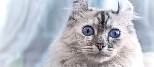 Eine American Curl Katze.