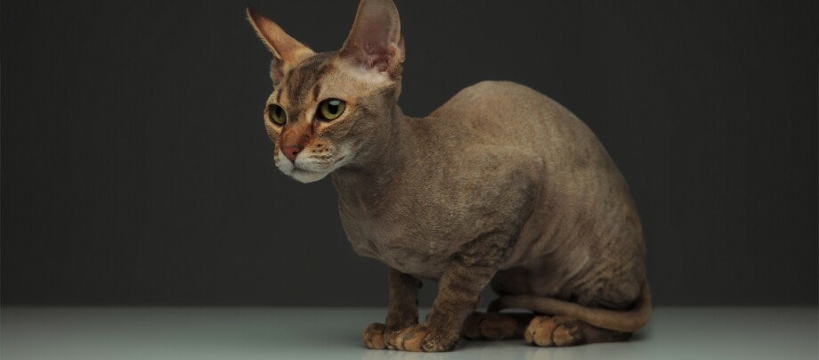 Eine braune Peterbald Katze.