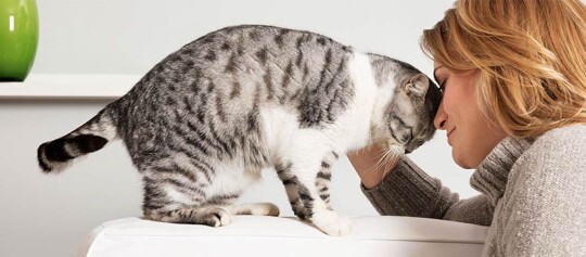 Eine Katze schmiegt ihren Kopf an den Kopf einer Frau