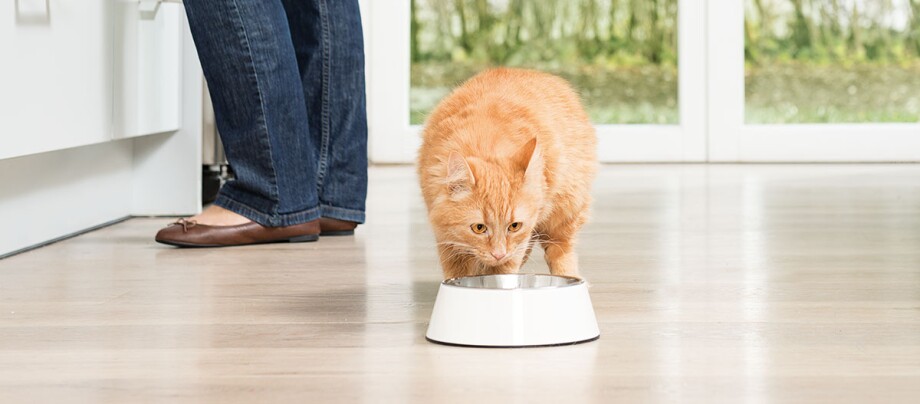 Eie Katze schnuppert an ihrem Napf.