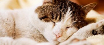 Eine Nahaufnahme einer schlafenden Katze