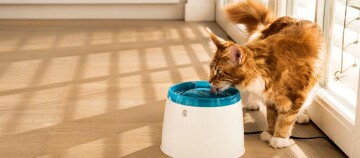 Eine Katze trinkt auf einem Trinkbrunnen.