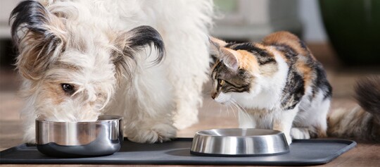 Eine Hund und eine Katze beim fressen.
