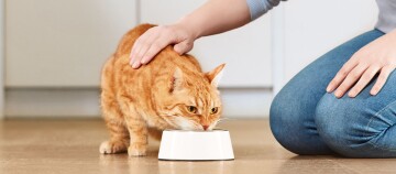 Eine Katze frisst aus einem weißen Npf neben einer knienden Person