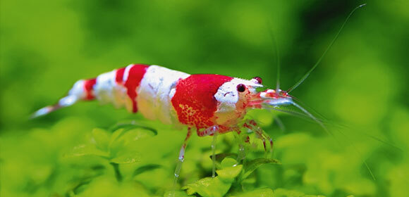 aquaristik-ph-garnelen-2 garnele im Aquarium