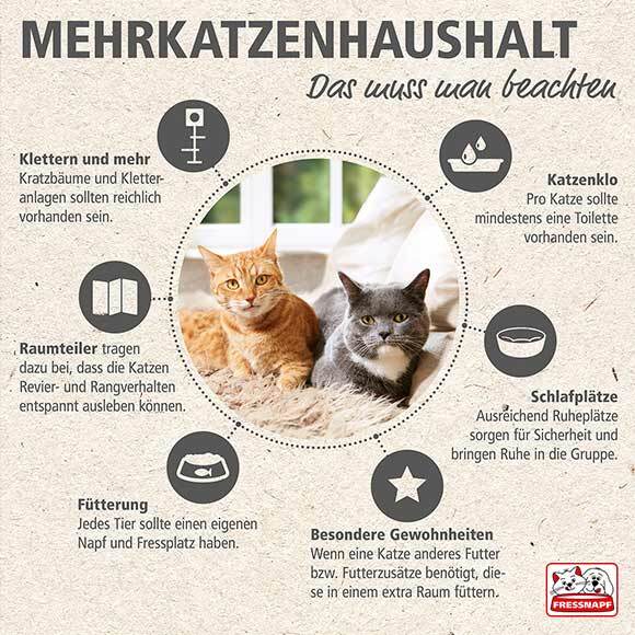 Infografik zum Thema Katzen zusammenführen Infografik zum Thema Katzen zusammenführen