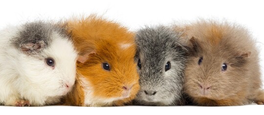 Vier Meerschweinchen