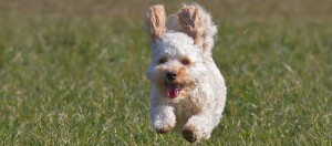 Ein Cavapoo rennt über eine Wiese