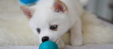 Un chiot pomsky jouant avec une balle