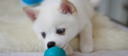 Un chiot pomsky jouant avec une balle