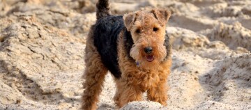 Ein Airedale Terrier am Strand