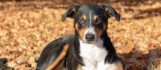 Eine Appenzeller Sennenhund.