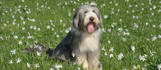 Ein Bearded Collie sitzt auf einer Blumenwiese