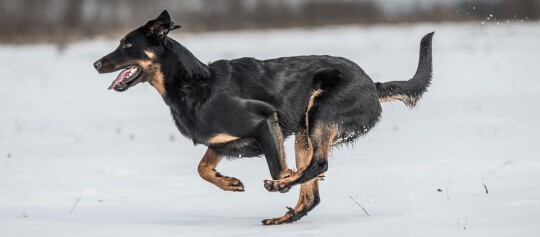 Schwarzer Hund läuft durch den Schnee