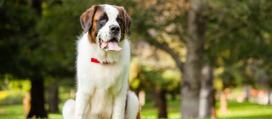 Ein Bernhardiner sitzt in einem Park
