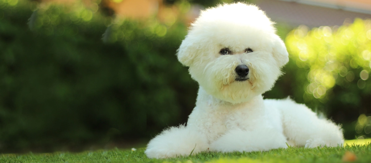 Ein Bichon Frise