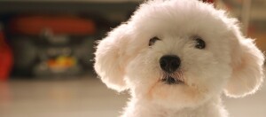 Ein weißer Bologneser Hund