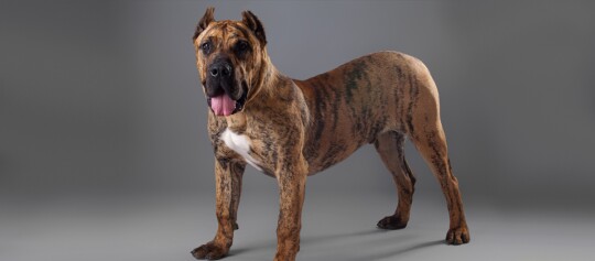 Ein Portrait eines Dogo Canario.