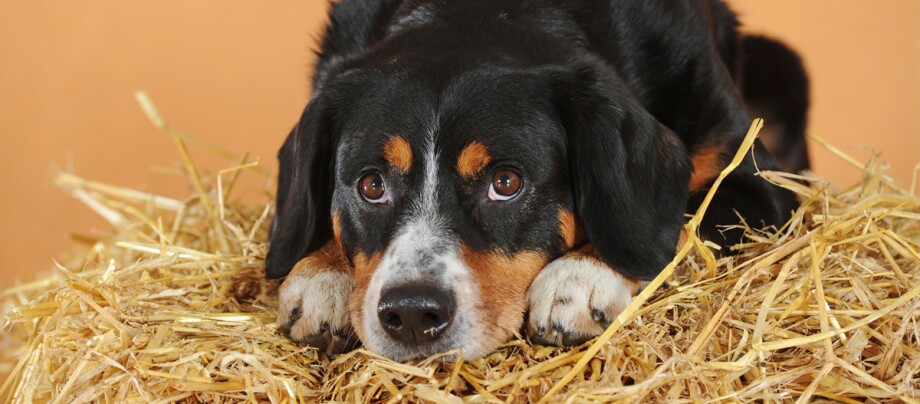 ratgeber_hund_rasse_portraits_entlebucher-sennenhund_2_1200x527. Ein Entlebucher Sennenhund liegt auf Stroh.