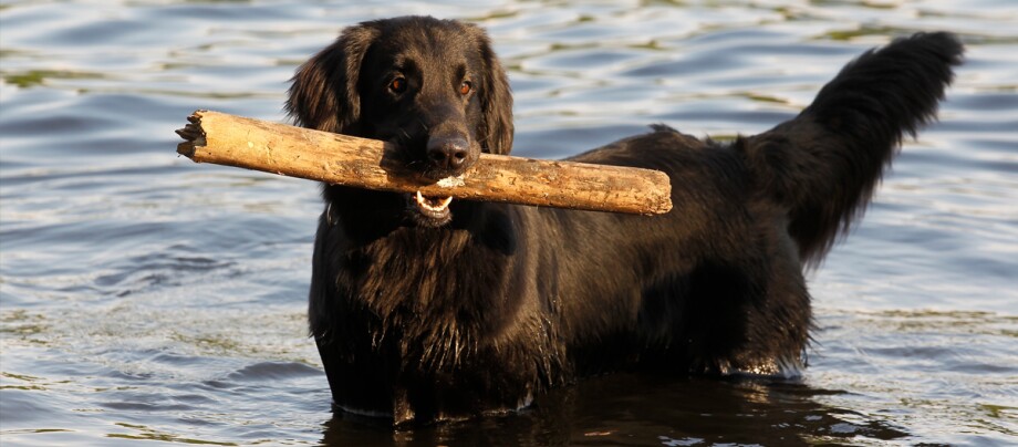 ratgeber_hund_rasse_portraits_flat-coated-retriever_2_1200x527. Ein Flat Coated Retriever spielt im Wasser mit einem Stock.