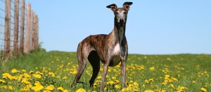 Ein Greyhound steht in mitten einer Blumenwiese.