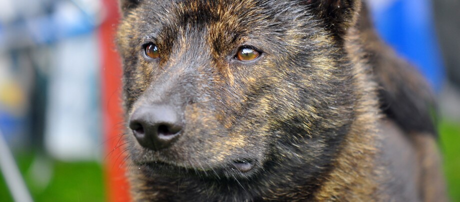 Eine Nahaufnahme eines Kai-Hundes
