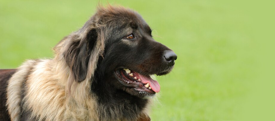ratgeber_hund_rasse_portraits_kaukasischer-owtschark_1_1200x527. Ein kaukasischer Owtscharka.