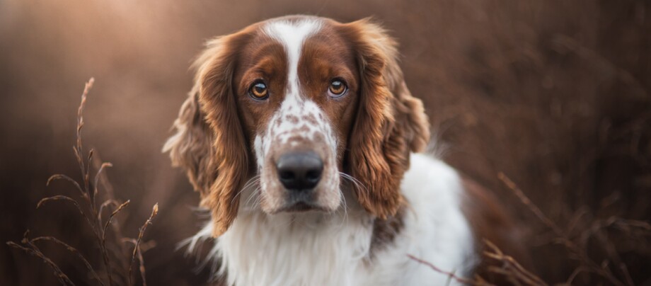 Ein kleiner Münsterländer schaut direkt in die Kamera Ein kleiner Münsterländer schaut direkt in die Kamera