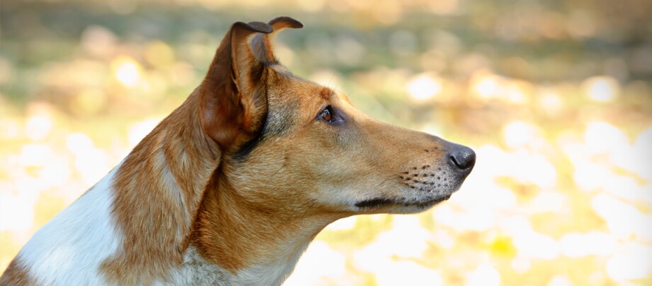 ratgeber_hund_rasse_portraits_kurzhaarcollie_2_1200x527. Eine seitliche Aufnahme eines Kurzhaarcollies.