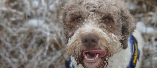 Eine Nahaufnahme eines Lagotto-Romangnolo.