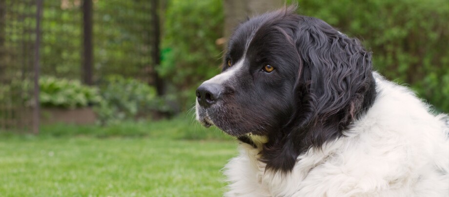 Ein Portrait eines Landseer Ein Portrait eines Landseer