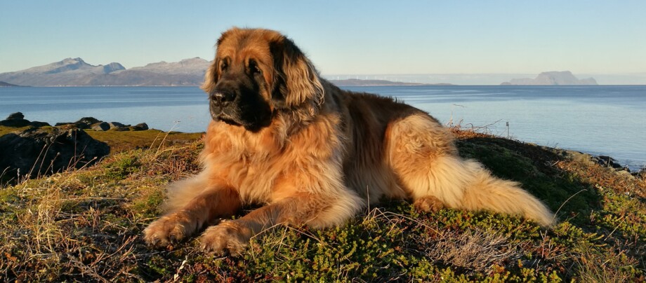 Eine Aufnahme eines Leonberger Hundes an einer Küste Eine Aufnahme eines Leonberger Hundes an einer Küste