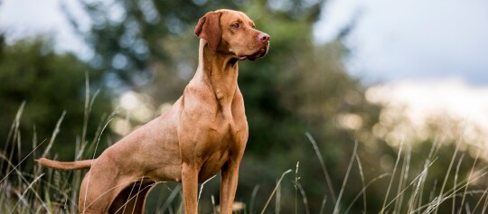 Ein Magyar Vizsla Hund.